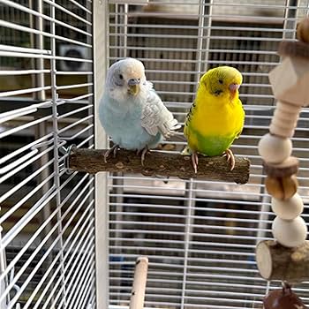 鳥かご　大型　⭐︎状態綺麗⭐︎ Amazon | スマート鳥かご大型 インコ(アクリル○304ステンレス
